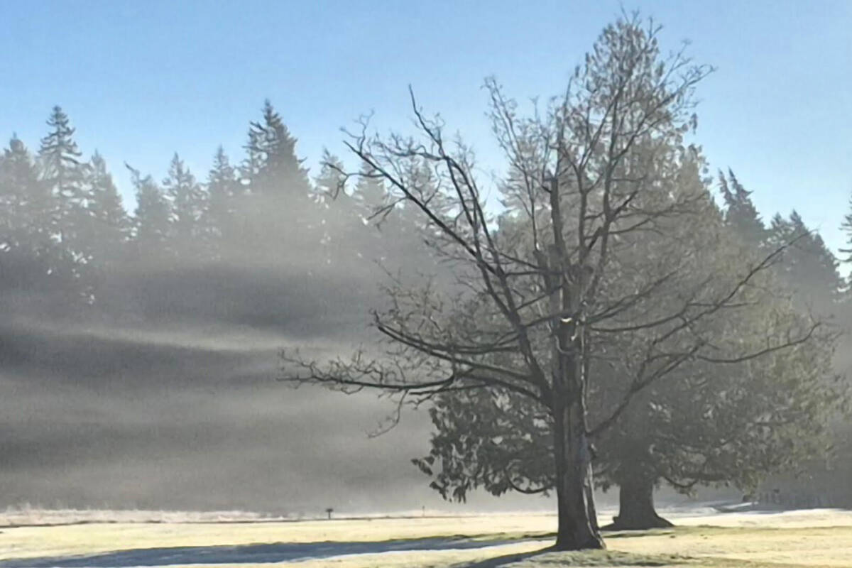 SHARE : Wisps of fog linger in park | Aldergrove Star