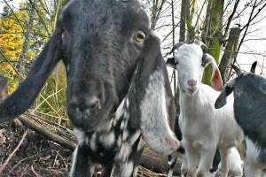 Local environmentalists got to see Langley goats doing land clearing on a rural hillside in early February. (Heather Colpitts/Langley Advance Times)